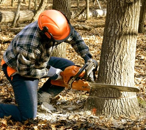 Tree Removal in Wellington, KY